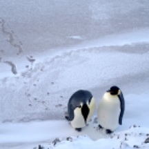 Emperor Penguins hangin' out.